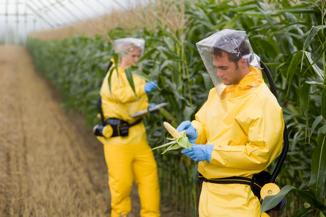 6 surprising facts about GMOs