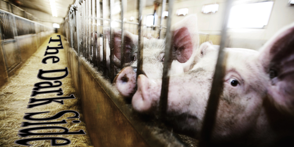 factory-farming-is-wrong